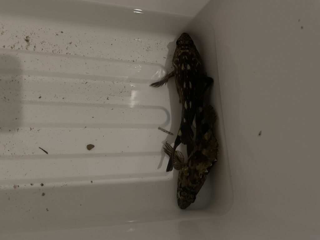 ワームで釣れた2匹のガシラ